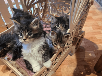 Swedpedraforca Maine Coon